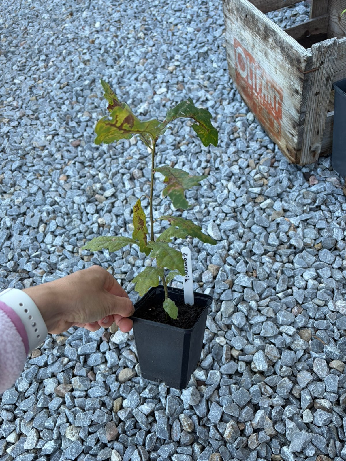 1x zomereik - beschikbaar in plantenbieb, Ophalen, Overige soorten, Minder dan 100 cm