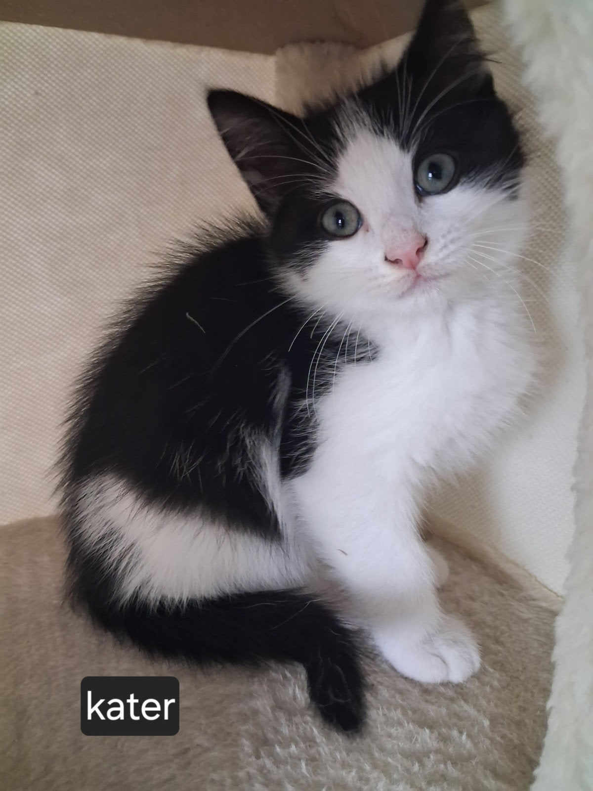 Lieve kittens 💙💙, Meerdere dieren, Kortharig, 0 tot 2 jaar