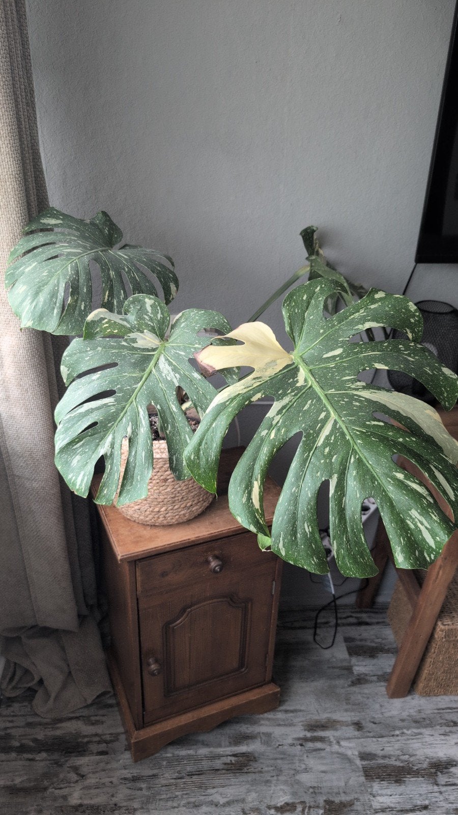 Monstera Thai Constellation - Prachtige Kamerplant, Huis en Inrichting, Kamerplanten, Overige soorten, In pot, Minder dan 100 cm