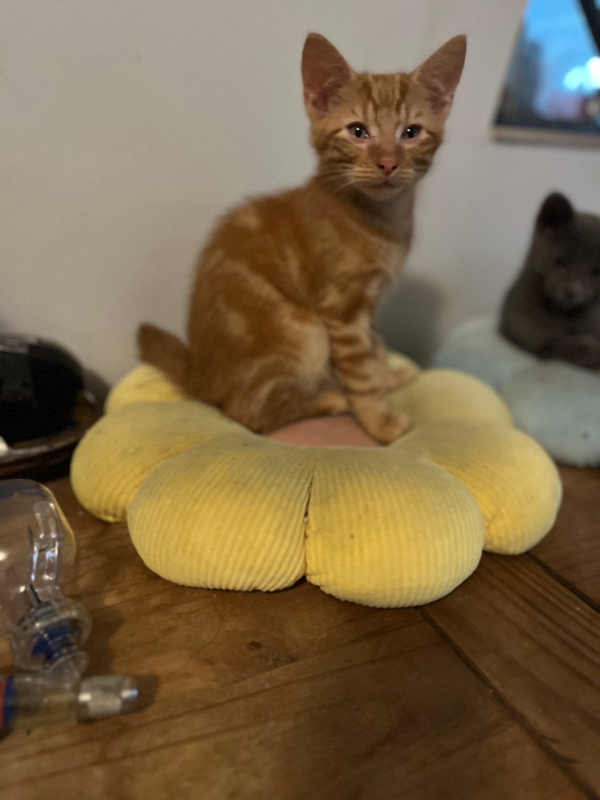 Wie wil mij? Ik ben een rood katertje en zoek gouden mandje, Dieren en Toebehoren, Katten en Kittens | Overige Katten, Kater