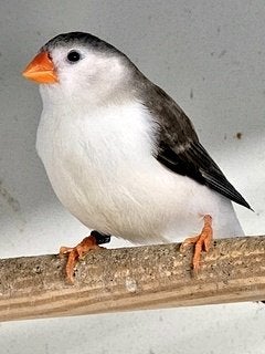 Grote zebravink, Mannelijk, Tropenvogel, Geringd