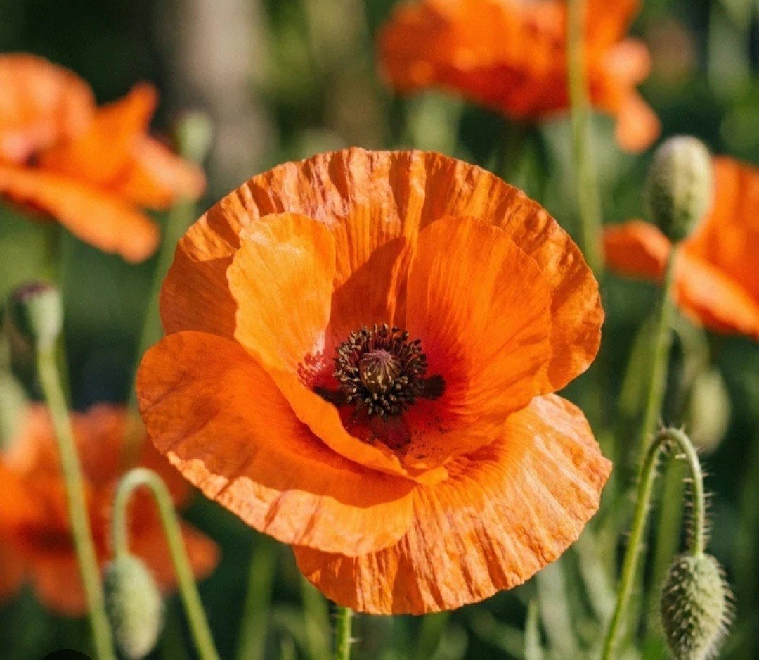 Klaproos Zaden Oranje - Papaver Zaden, Ophalen of Verzenden, Volle zon