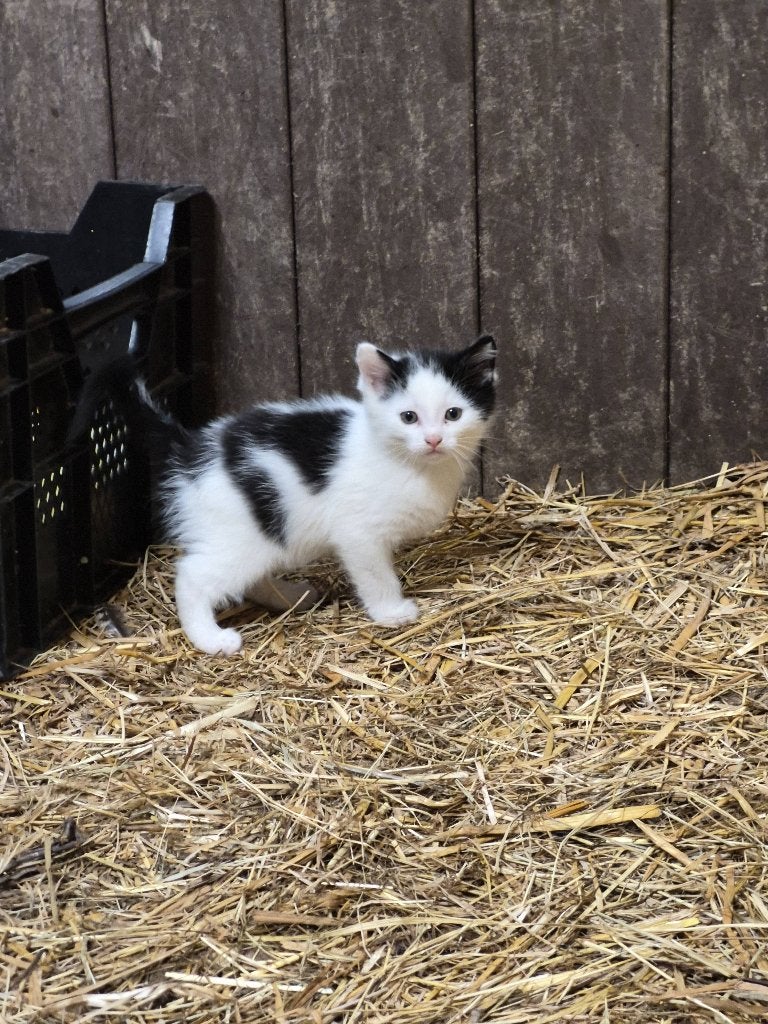 Lieve boerderijkittens!, Dieren en Toebehoren, Meerdere dieren, Kortharig