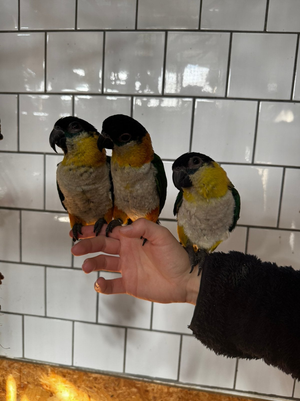 Caique papegaai zwartkop caiques supertam, ook koppels, Dieren en Toebehoren, Meerdere dieren, Papegaai, Tam
