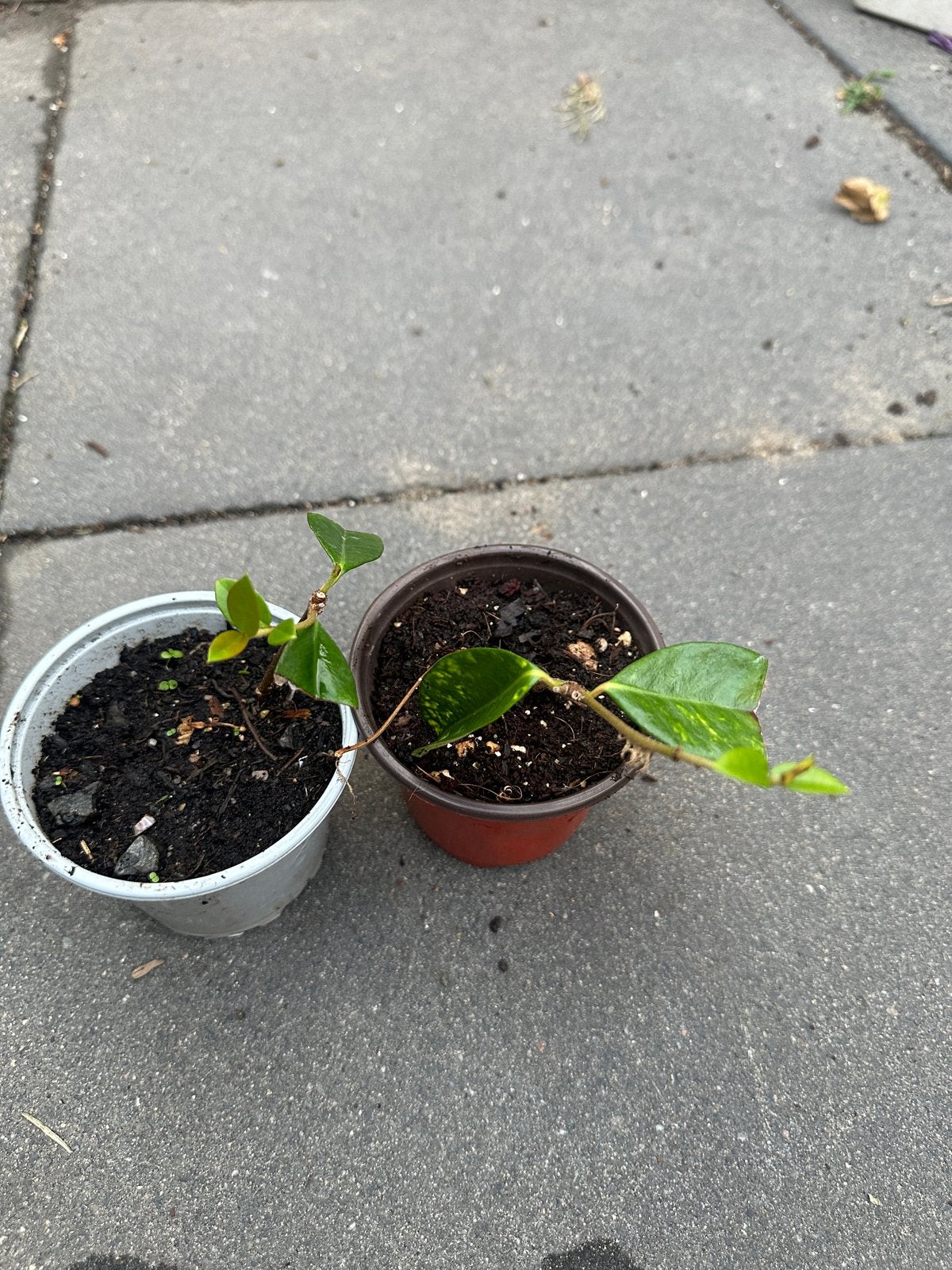 Biologisch Toscaanse Jasmijn plantjes - Geurende klimplant, Tuin en Terras, Ophalen, Volle zon, Vaste plant, Klimplanten