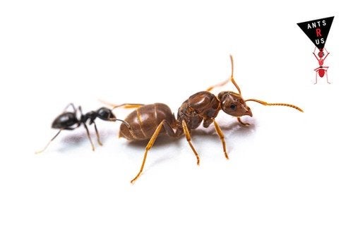 Op aanvraag: Lasius umbratus Q + 100 niger w + eitjes, Mieren