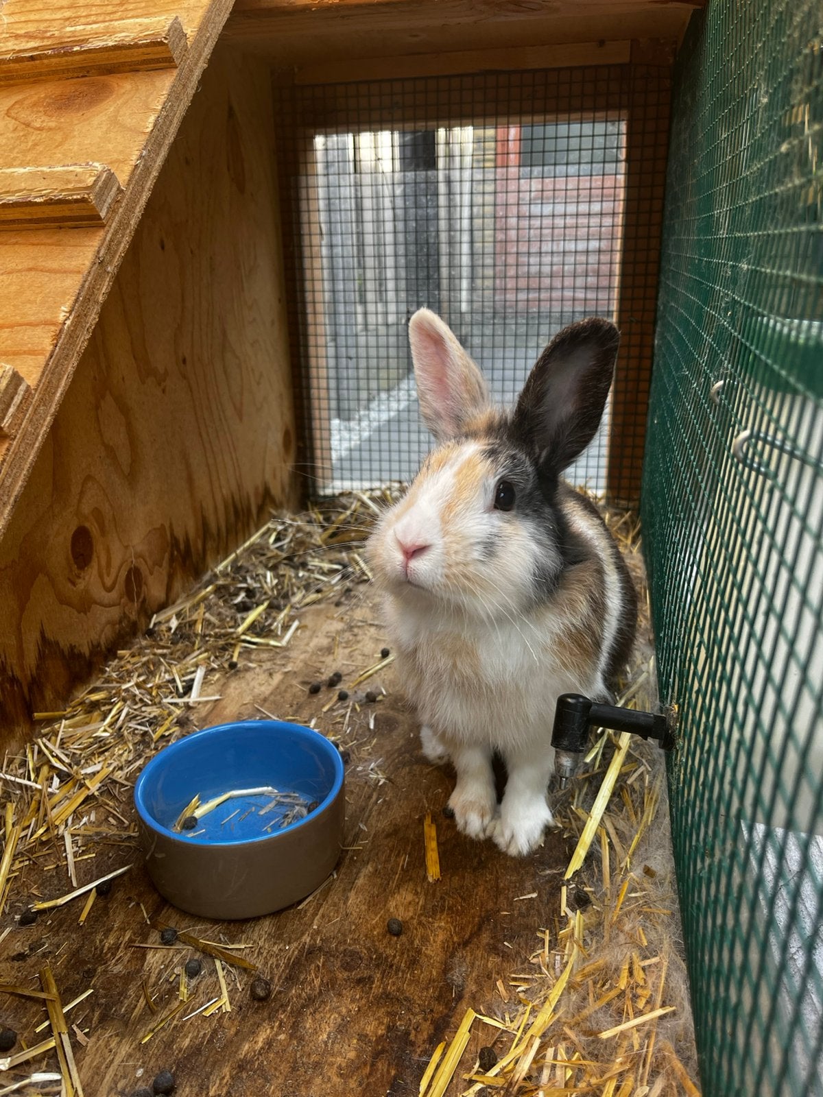 Konijn te koop, Mannelijk, Middelgroot, 0 tot 2 jaar
