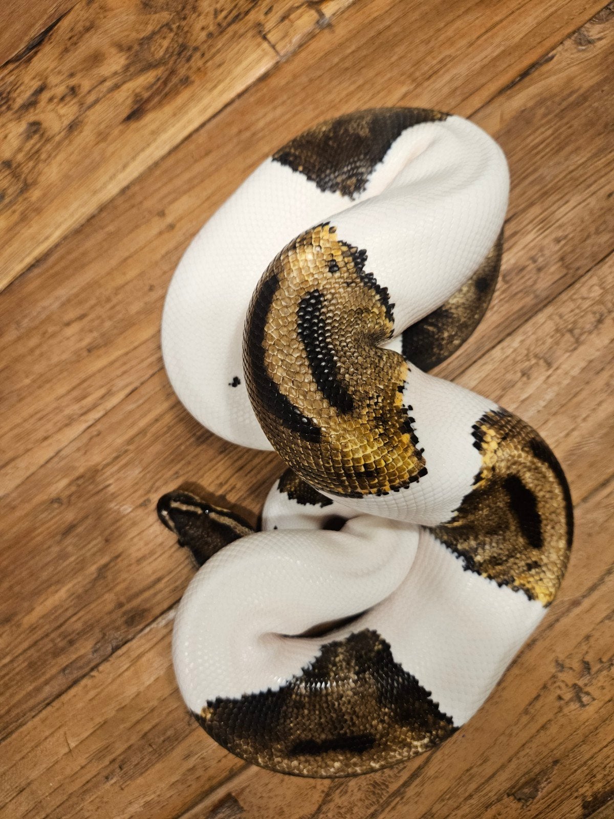 Koningspython Piebald man en vrouw Ball Python photo 5