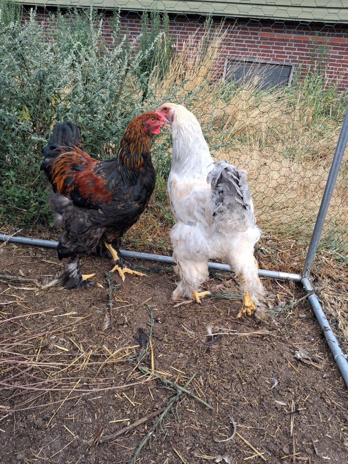 jonge brahma hanen, Dieren en Toebehoren, Mannelijk, Kip
