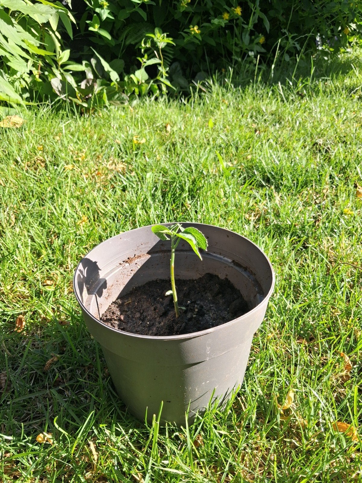 Pindakaasboom stekjes - Unieke geurende plant!, Tuin en Terras, Planten | Tuinplanten, Ophalen
