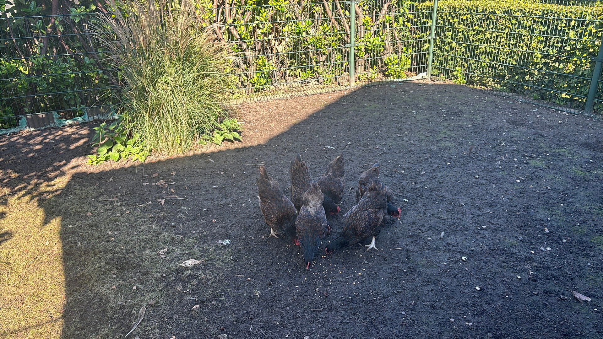 kippen, Dieren en Toebehoren, Vrouwelijk, Kip