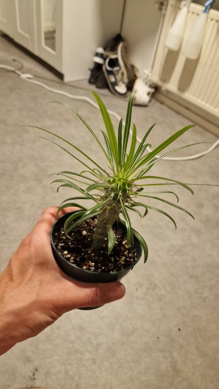 Pachypodium Geayi Madagaskar Palm GEAYI, Overige soorten, Volle zon, Vaste plant, Ophalen of Verzenden
