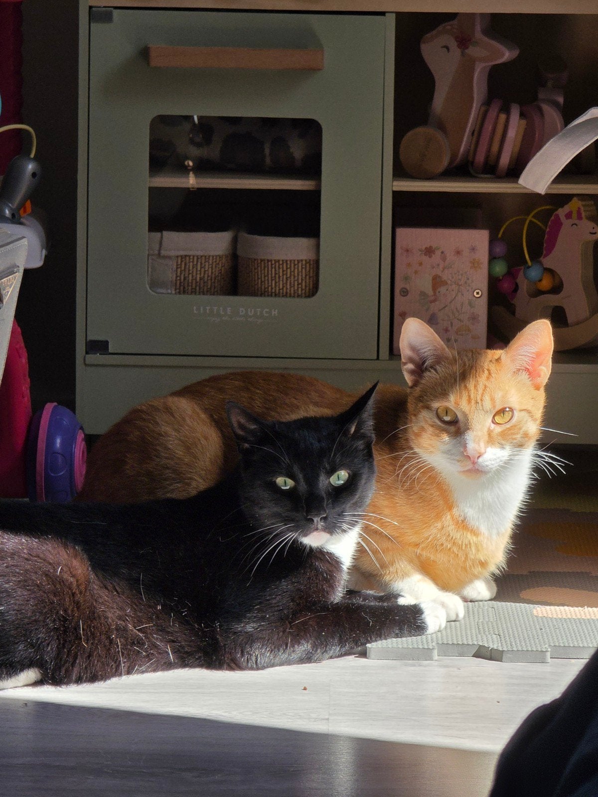 Twee lieve broertjes zoeken samen een nieuw thuis, Kater