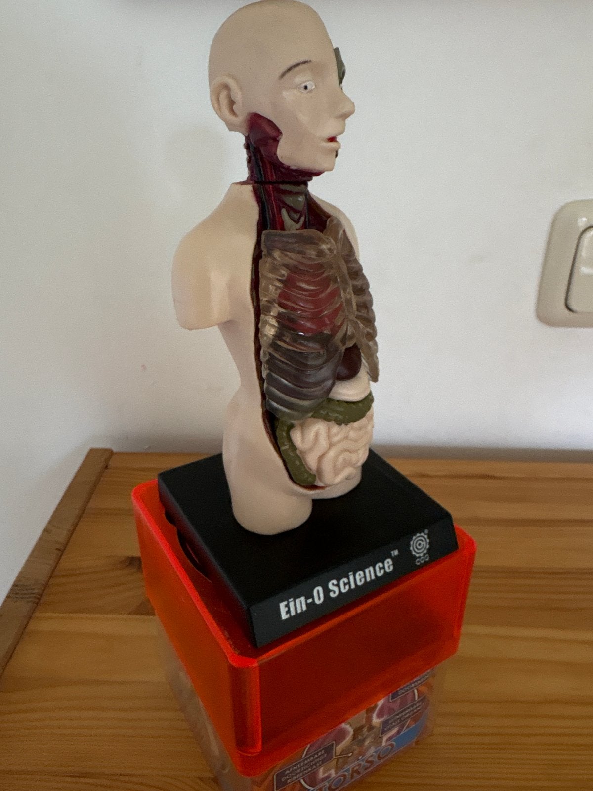 Ein-O Science Menselijke Anatomie Torso Model, Ophalen of Verzenden, Gebruikt, Ontdekken