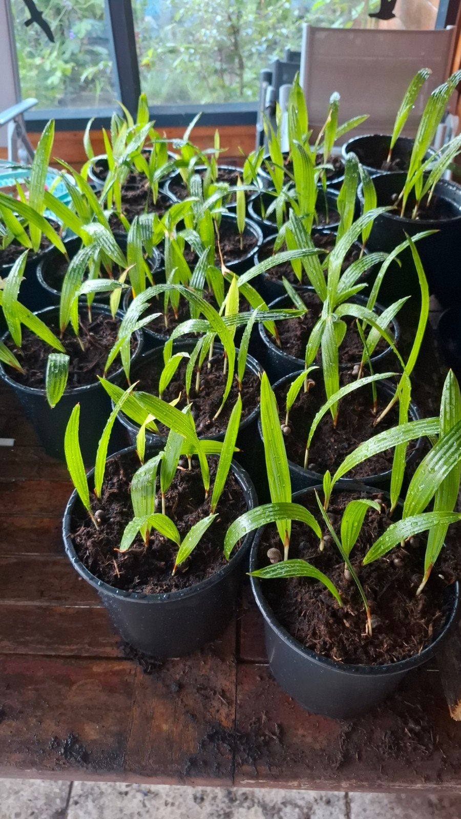 Palmbomen AANBIEDING!!!, Volle zon, Vaste plant, Zomer, Ophalen