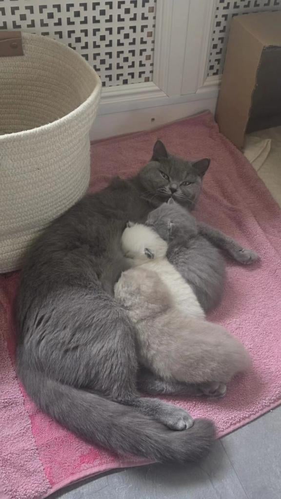 Britse korthaar kittens, Meerdere dieren, Ontwormd