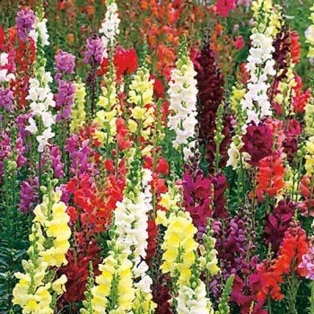 Leeuwenbekjes (Antirrhinum majus) - Diverse kleuren, Ophalen, Overige soorten, Volle zon