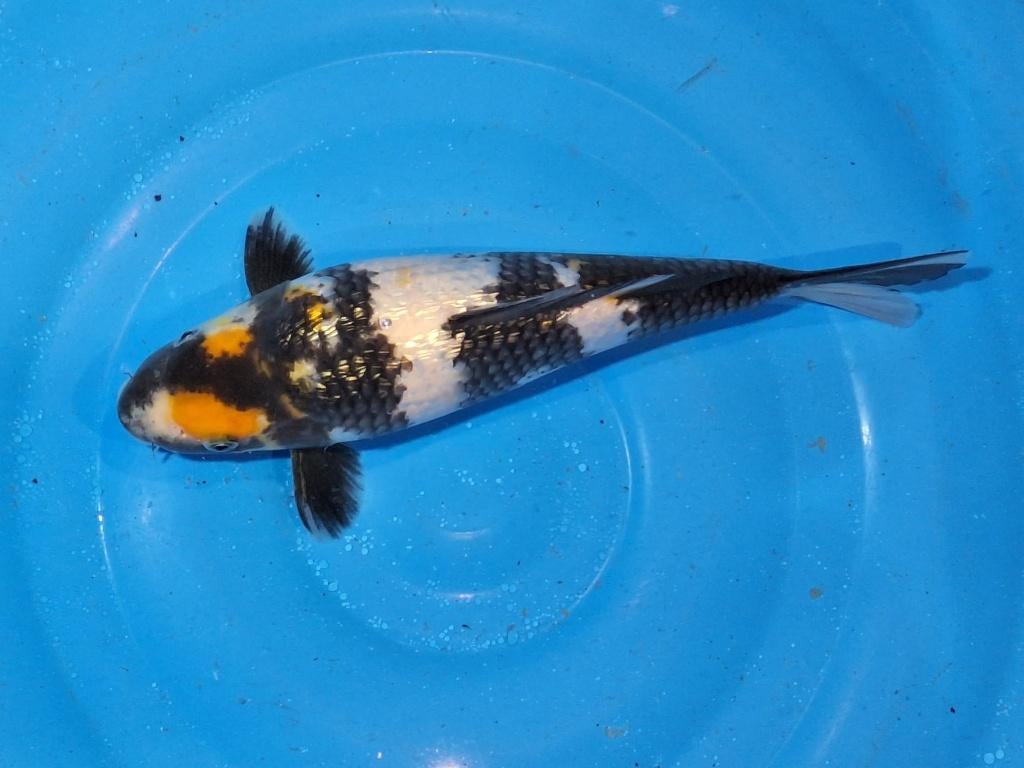 koi  hele mooie ginrin tancho showa, Dieren en Toebehoren, Vissen | Vijvervissen, Karper of Koi