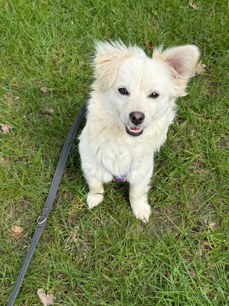 Chihuahua mix (6mnd) zoekt een fijn huisje!, Particulier, 15 weken tot 1 jaar, Buitenland, Teef
