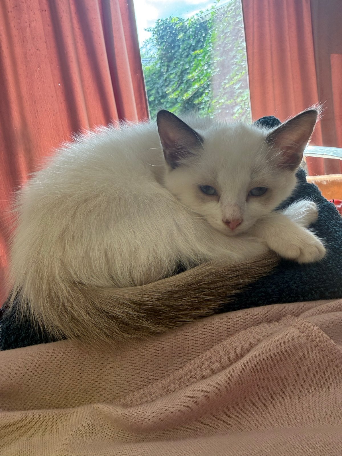 Kittens noorsebos kat x onbekend, Meerdere dieren, 0 tot 2 jaar