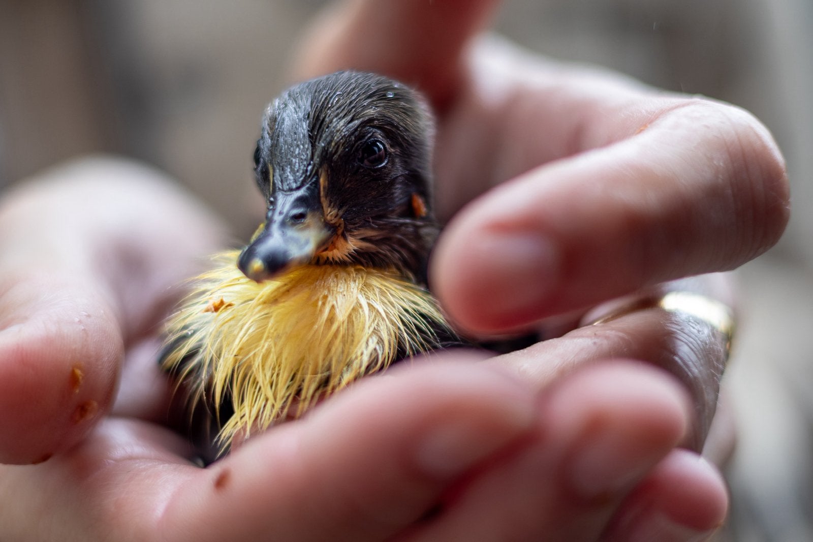 6 pulletjes Indische loopeend (flesseneend), Dieren en Toebehoren, Geslacht onbekend, Eend