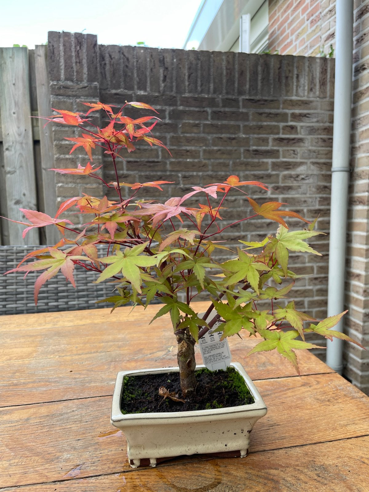 Bonsai Acer (Japanse Esdoorn) - Prachtige Bladkleuren, Overige soorten, Vaste plant, Ophalen of Verzenden, Bloeit niet
