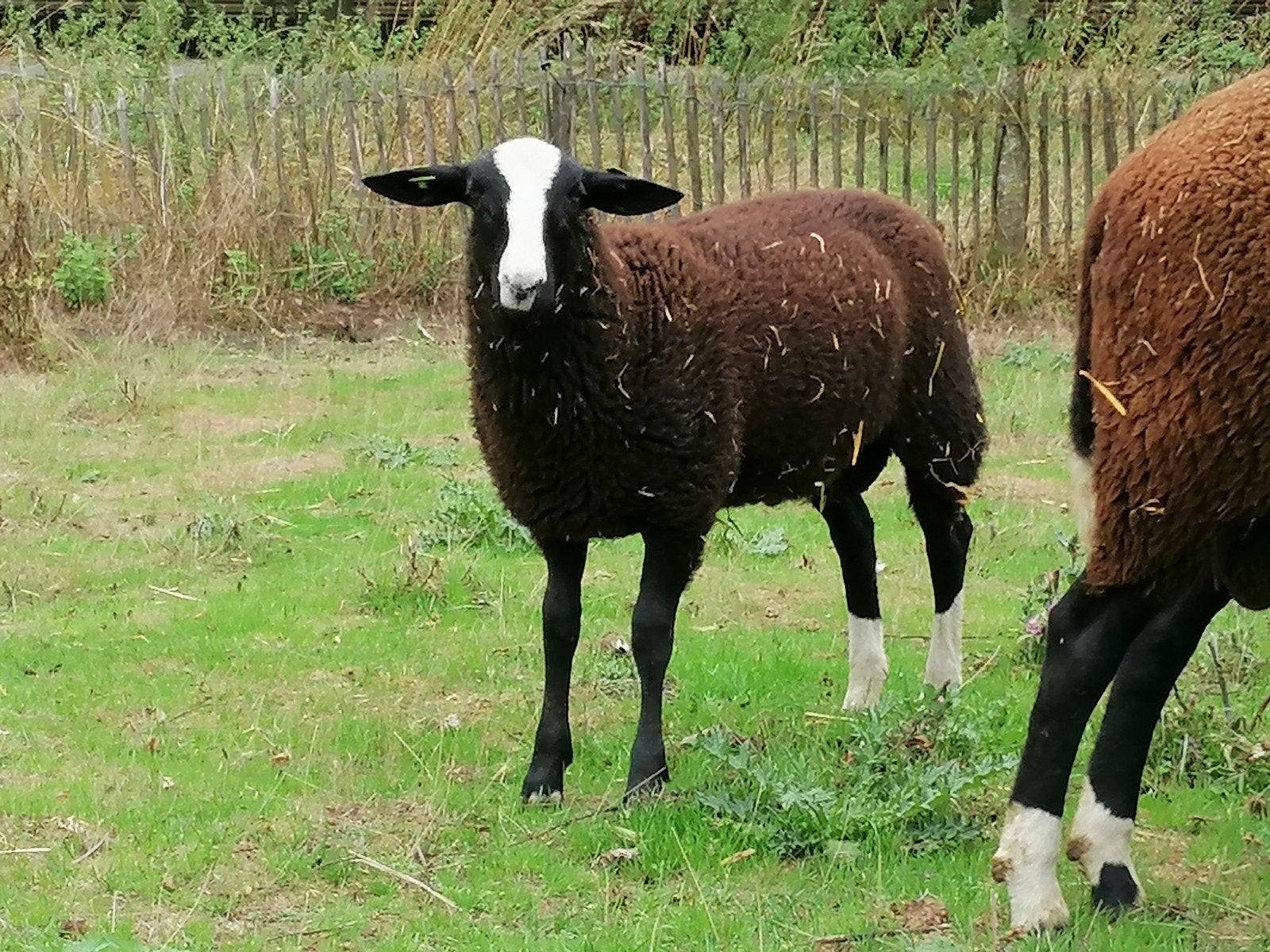 Zwartbles ramlammeren, Dieren en Toebehoren, Schapen, Geiten en Varkens, Vrouwelijk, Schaap