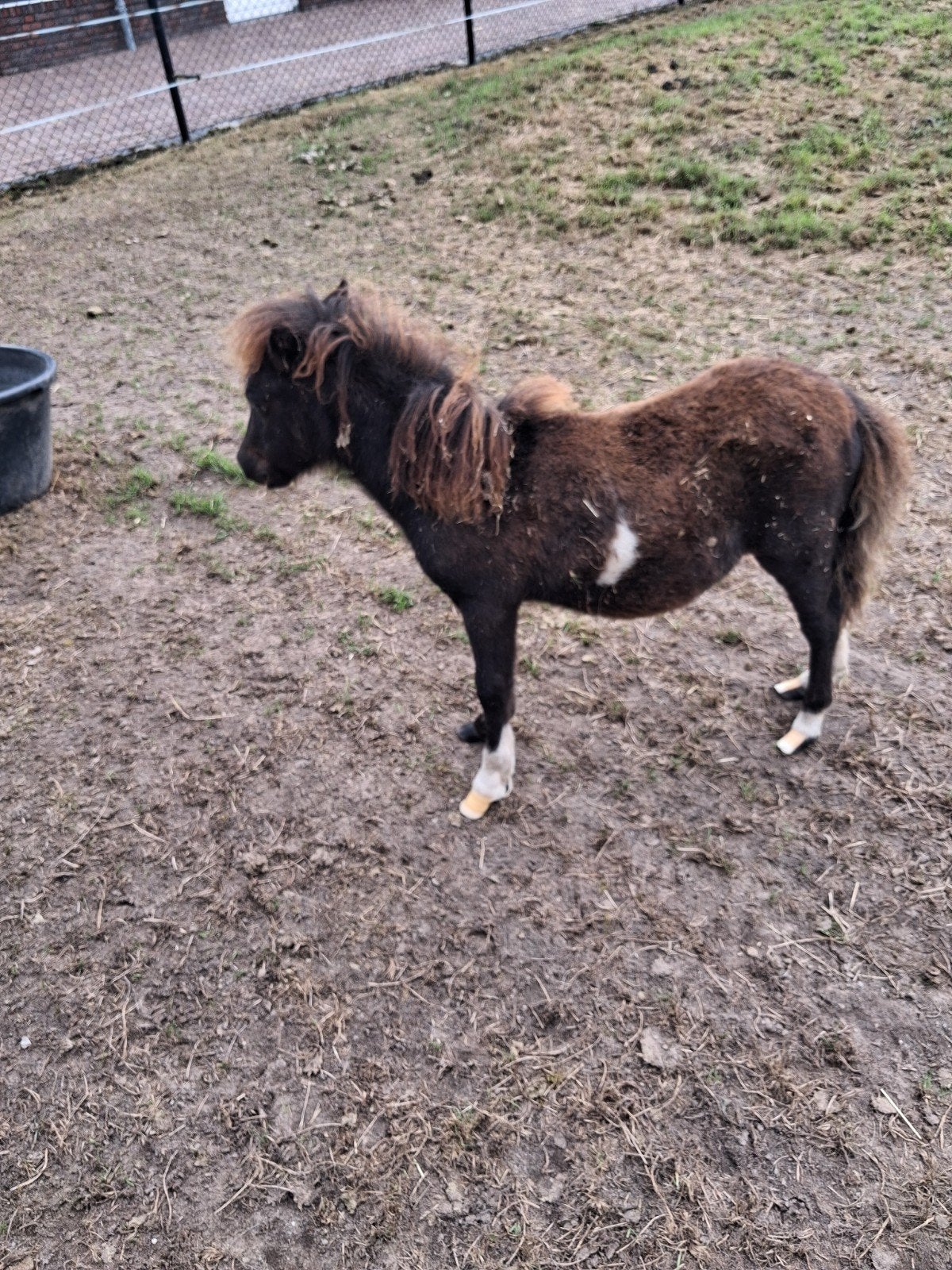 Mini merrie veulen, Dieren en Toebehoren, Paarden, Merrie, Recreatiepaard, Gechipt, 0 tot 2 jaar