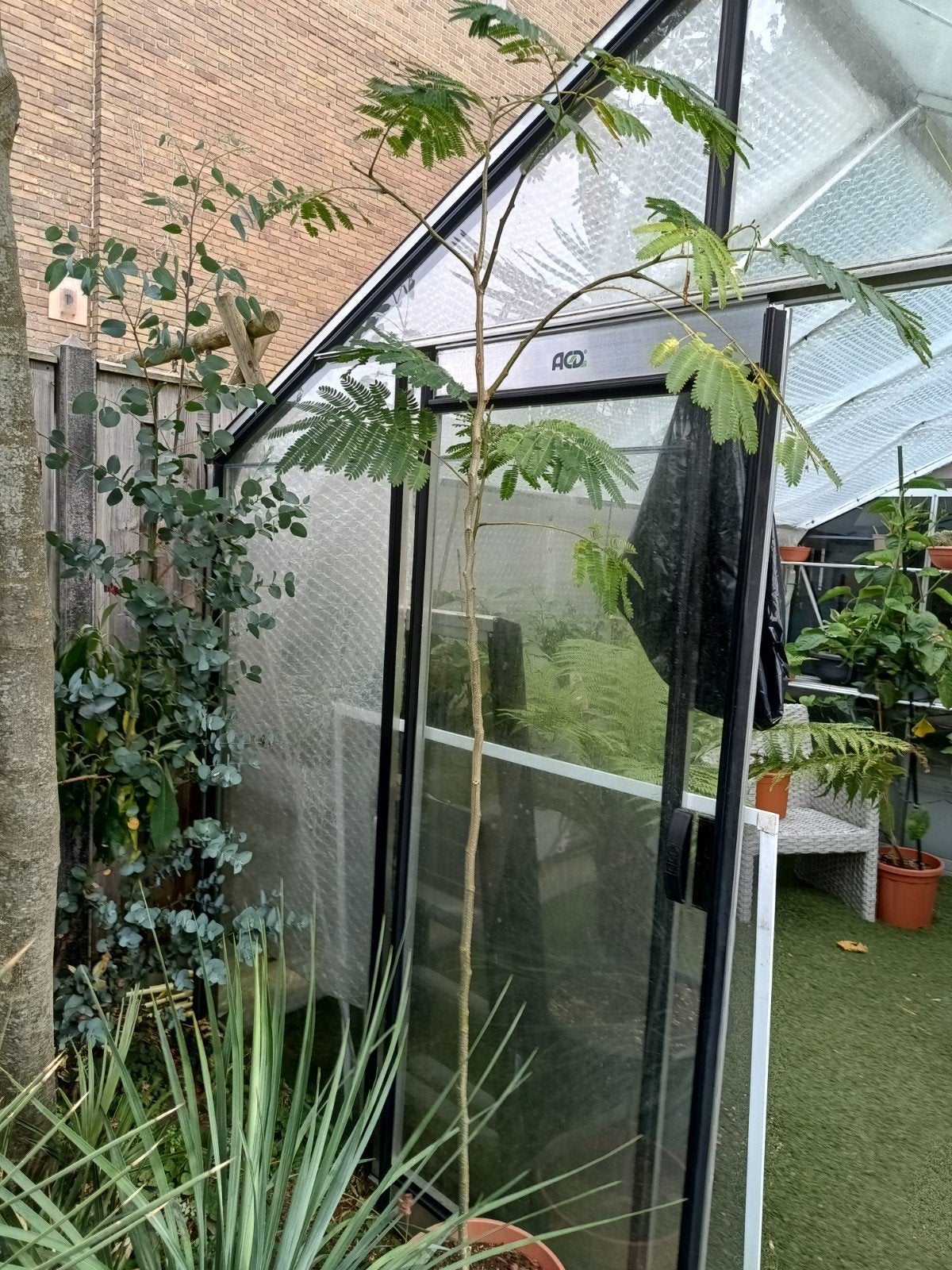 albizia, Vaste plant, Bloeit niet, Halfschaduw, Ophalen