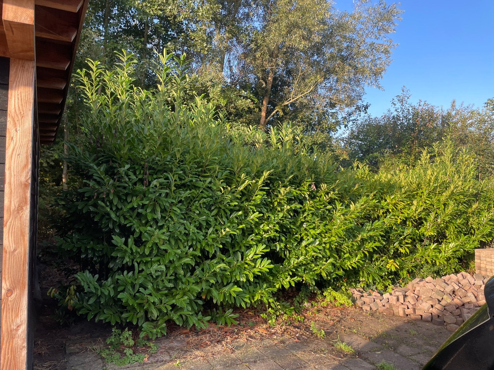 Gratis haag 8 meter (laurierkers) groenblijvend, Tuin en Terras, Ophalen, Laurier, 100 tot 250 cm