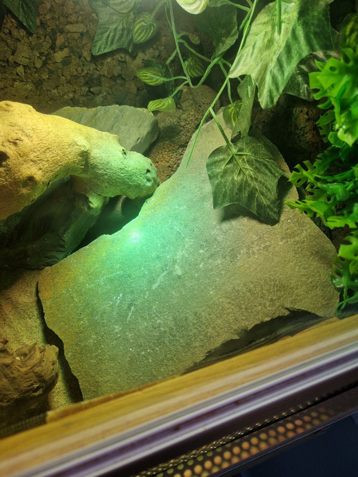 Baardagaam met terrarium en toebehoren Bearded Dragon photo 2