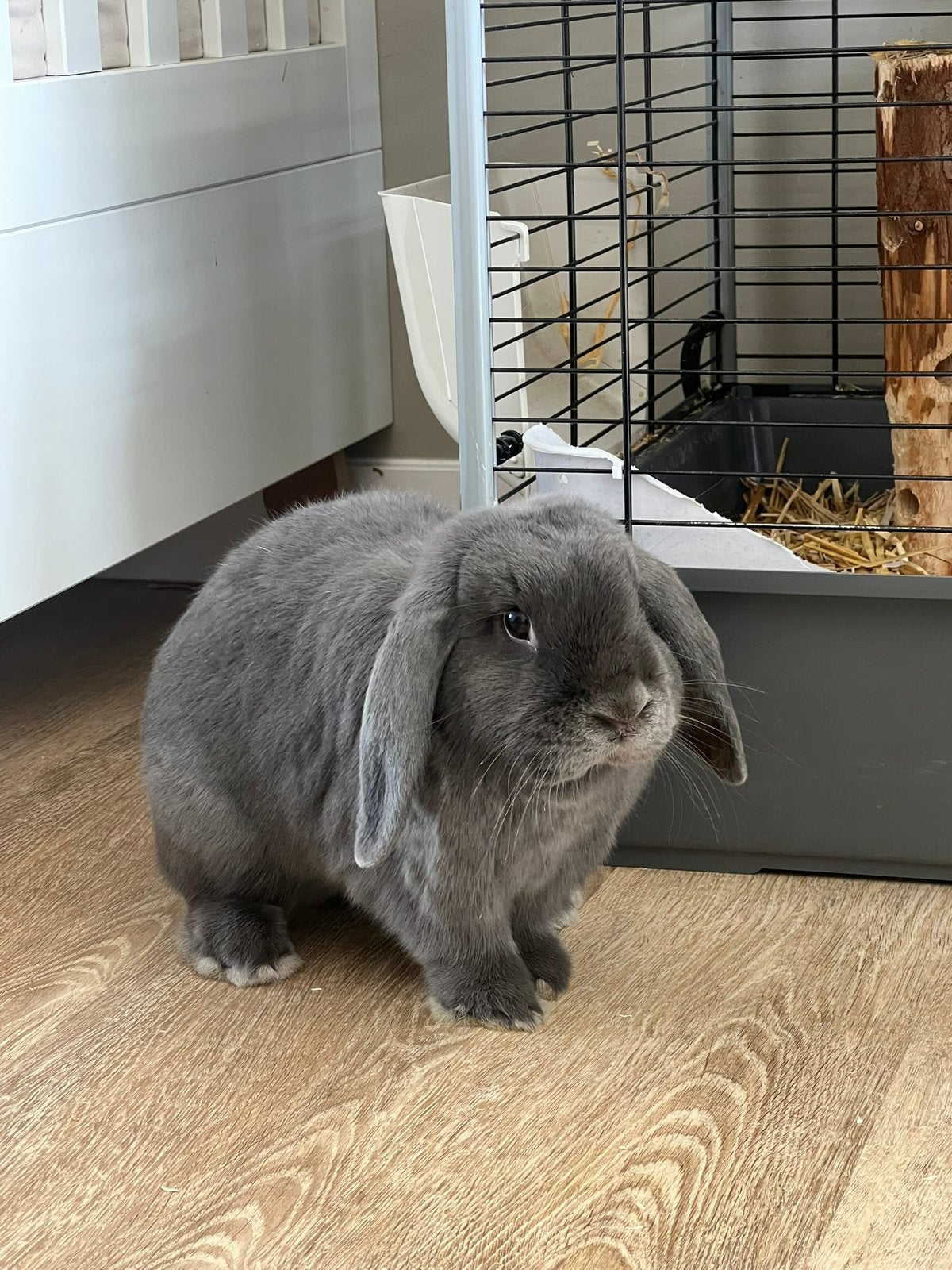 Twee Nederlandse hangoor konijnen, Dieren en Toebehoren, Konijnen, Meerdere dieren, Dwerg, Hangoor