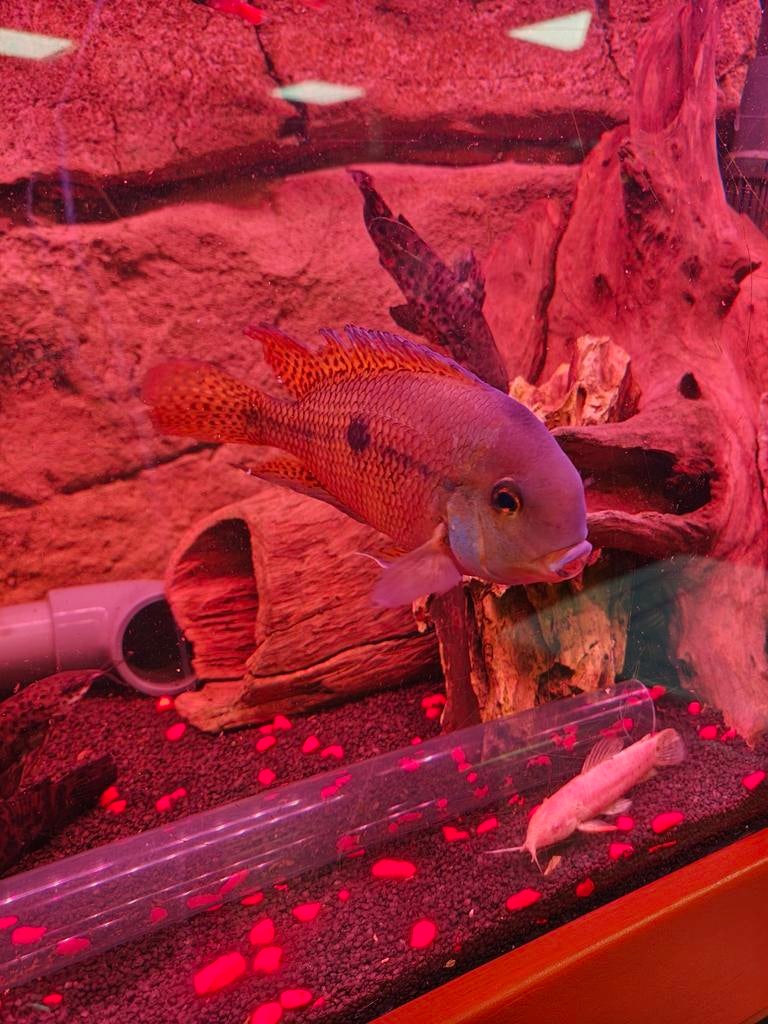 Moga koppeltje cichlide (Hypsophrys nicaraguensis), Dieren en Toebehoren, Vissen | Aquariumvissen, Vis