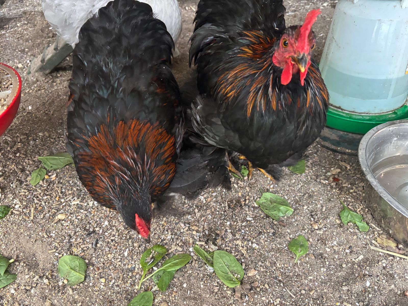 Cochin kriel haantjes, Dieren en Toebehoren, Mannelijk, Kip