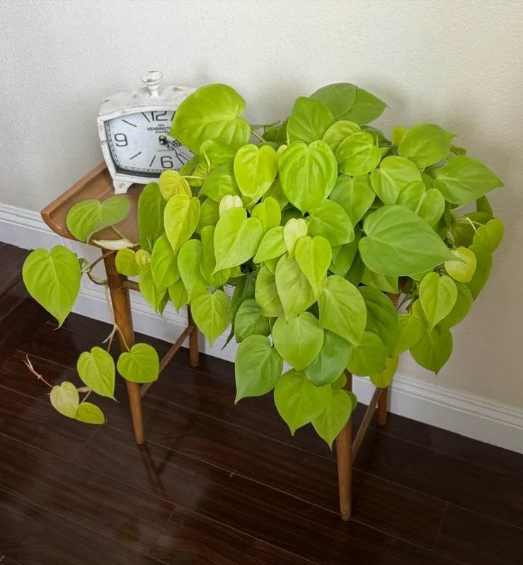Philodendron lemon lime bladstekjes, Ophalen of Verzenden, Halfschaduw, Minder dan 100 cm