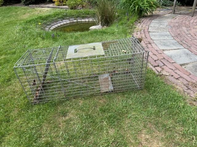 Vangkooi voor marters, wilde katten ed, Ophalen, Gebruikt, Ongediertebestrijding