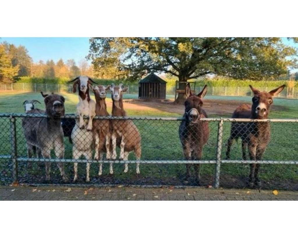 ❗️GEZOCHT️ Stukje grond voor kindercoaching️, Dieren en Toebehoren, Stalling en Weidegang