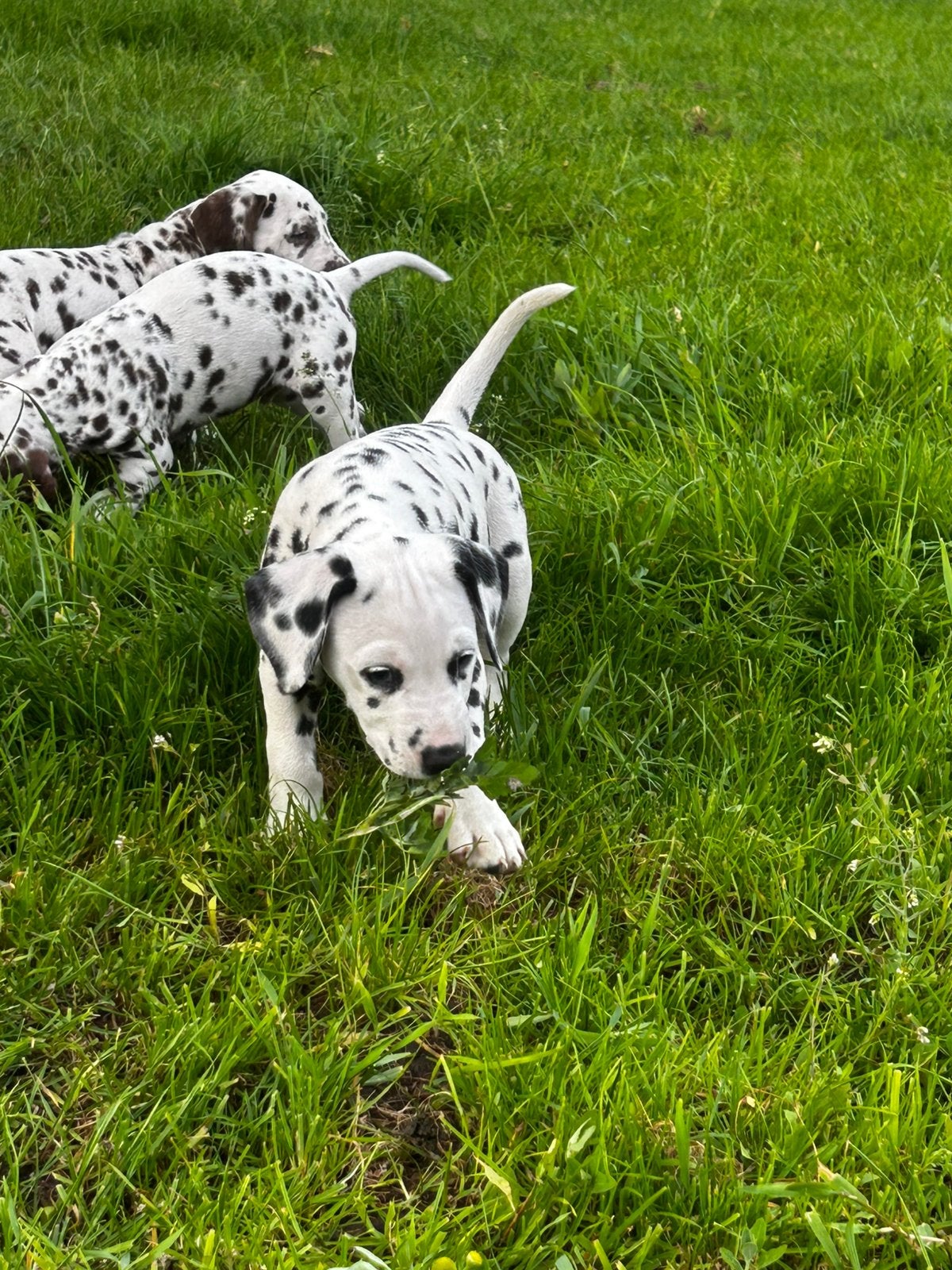 Dalmatiër Pups van erkende fokker!, Dieren en Toebehoren, Parvo, Overige rassen, 8 tot 15 weken, Meerdere