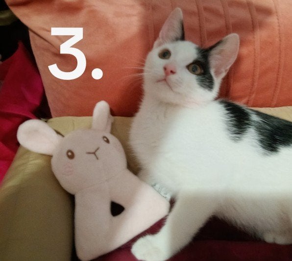 Kitten 13 weken Britse korthaar/ mix met Europese korthaar, Meerdere dieren, 0 tot 2 jaar