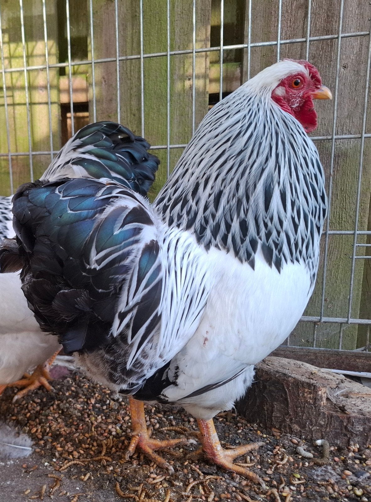 Kippenopvang zoekt goede plek voor prachtige krielhaan!, Dieren en Toebehoren, Pluimvee, Kip, Mannelijk