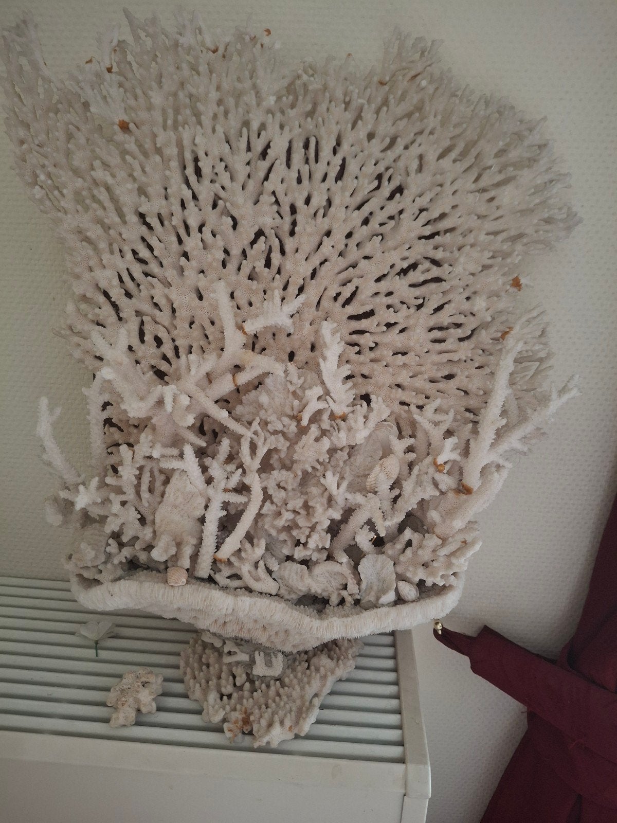 Unieke, zeer oude koralen van overgrootvader - 82.5x45 cm, Ophalen