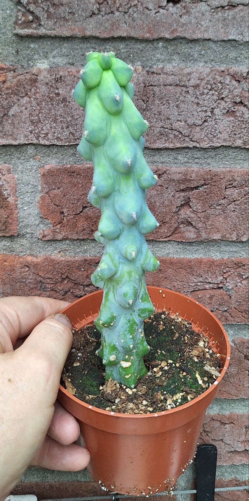 boobiecactus, Ophalen of Verzenden, Cactus, Volle zon, Minder dan 100 cm