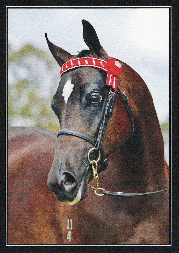 Paard American Saddlebred  508, Verzamelen, Ophalen of Verzenden, 1980 tot heden, Ongelopen, Paard
