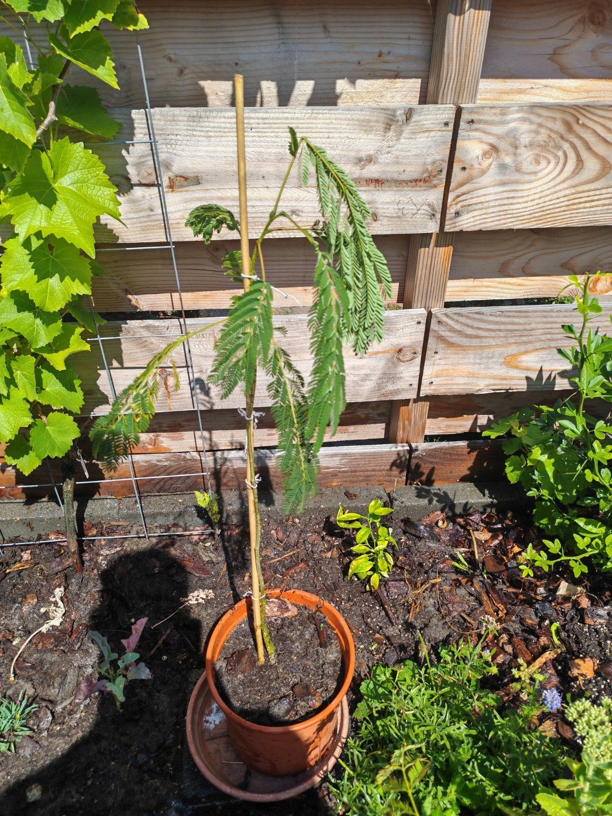 Perzische slaapboom - Albizia julibrissin ruim 70 cm hoog, Overige soorten, Volle zon, Vaste plant, Ophalen of Verzenden