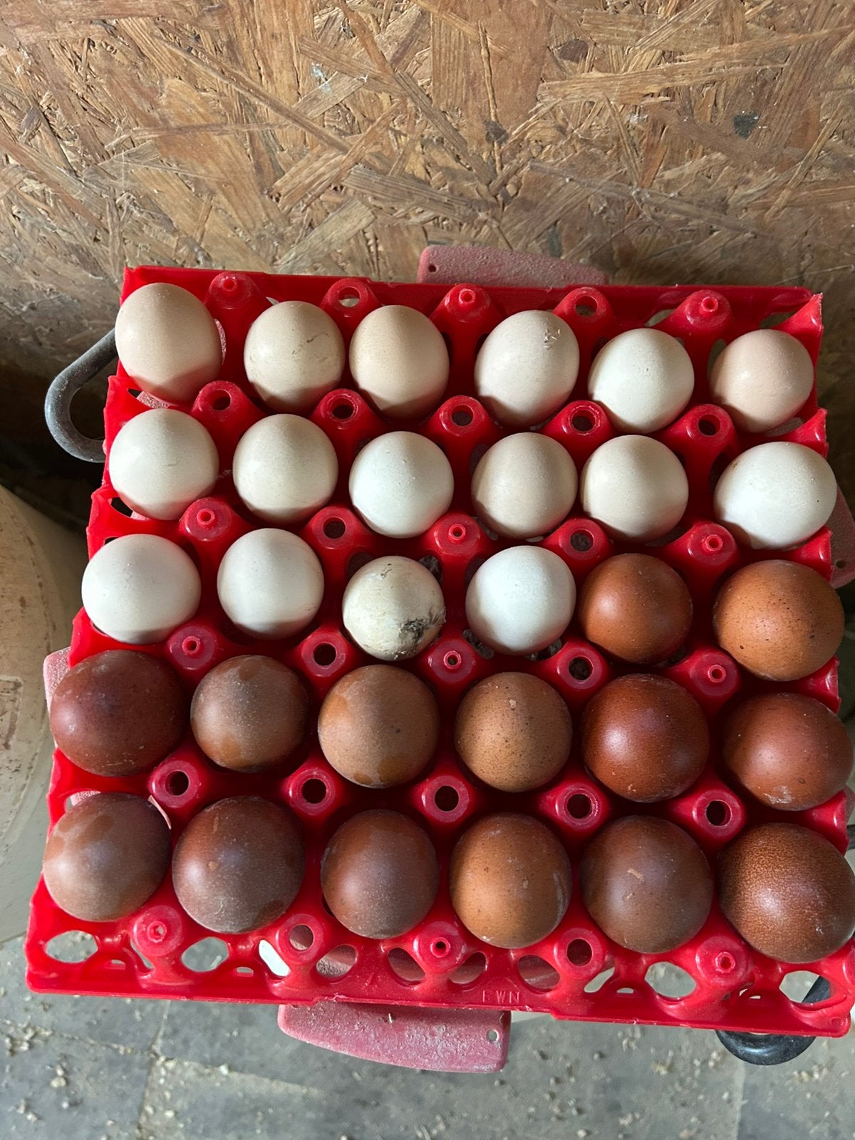 Broedeieren amrock, marans, Ophalen of Verzenden