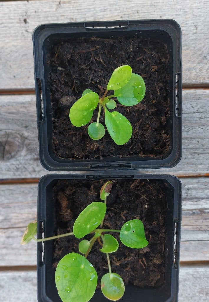 RUIILEN? Nog 2 Pannenkoekplant stekjes in pot., Huis en Inrichting, Kamerplanten, Ophalen, In pot, Halfschaduw, Minder dan 100 cm