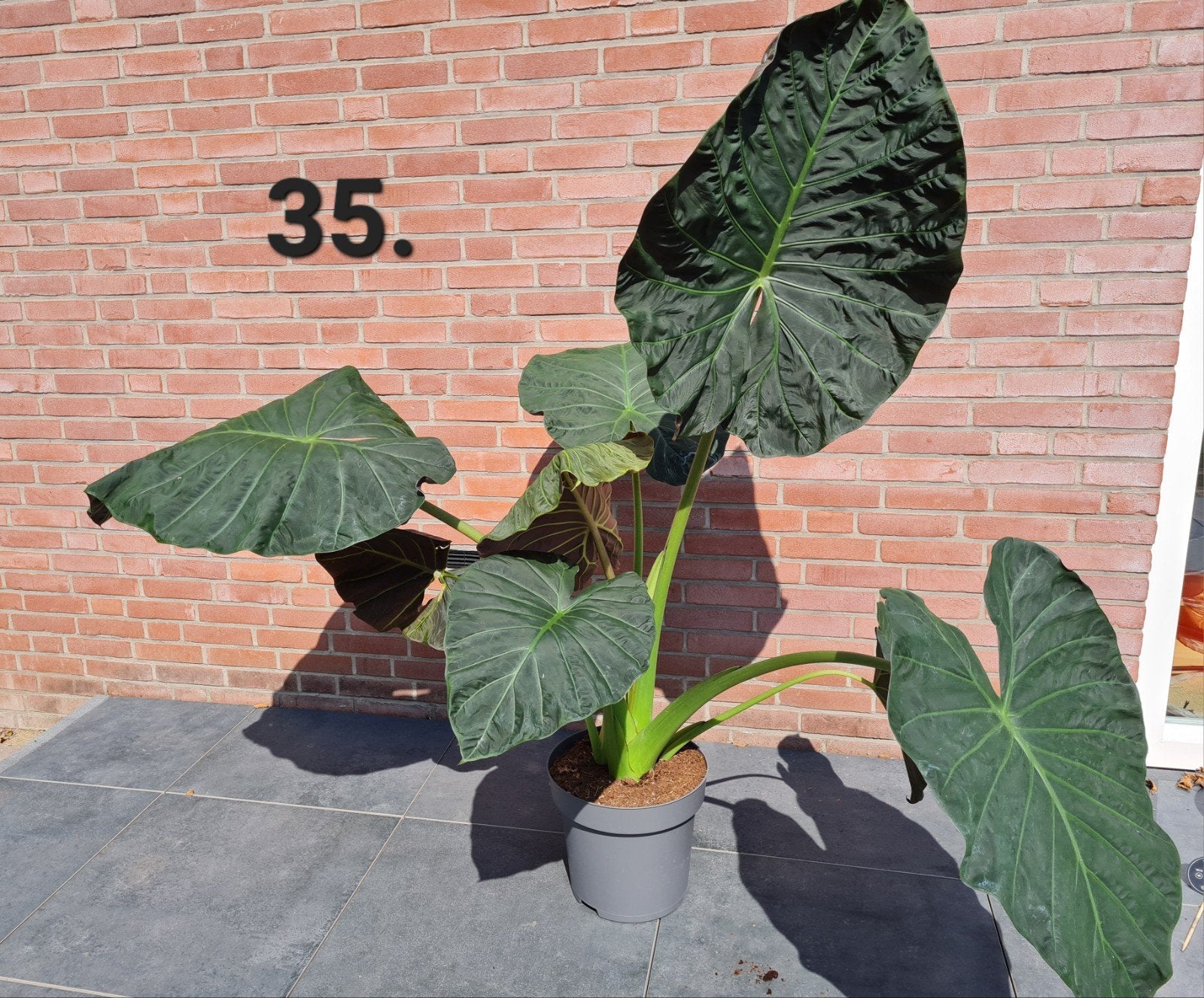 Veel soorten kamerplanten en stekjes, Huis en Inrichting, Kamerplanten, Ophalen of Verzenden, Halfschaduw, Minder dan 100 cm