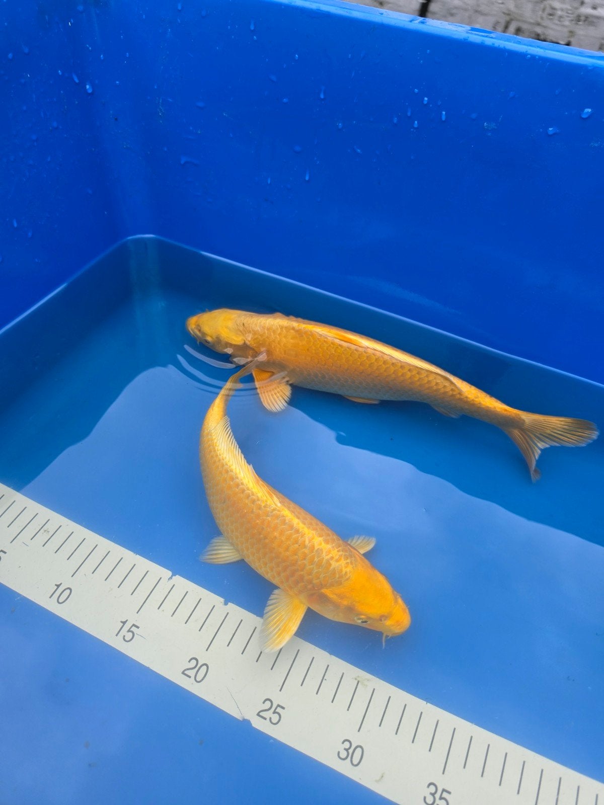 Yamabuki Izumiya Tosai, Dieren en Toebehoren, Karper of Koi