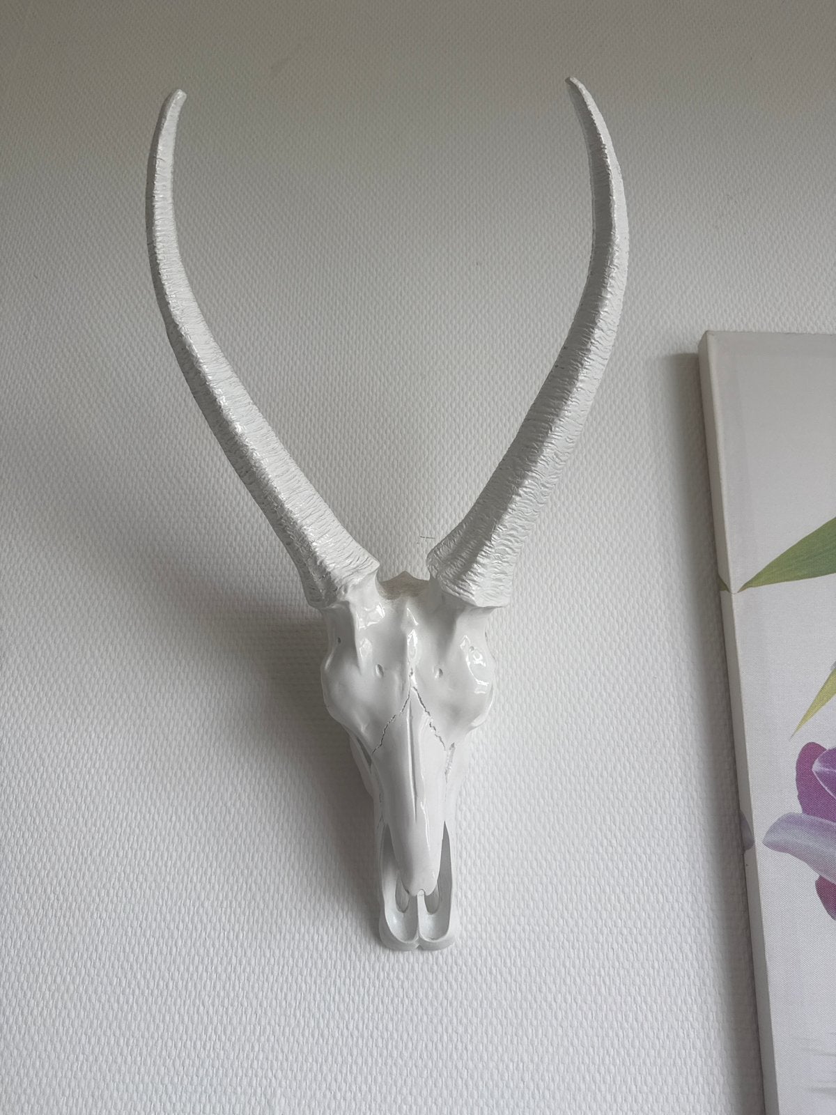 Witte decoratieve schedel met hoorns, Ophalen, Kunststof, Zo goed als nieuw, Modern