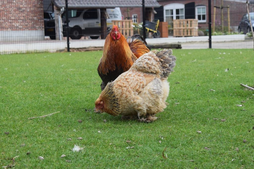 Brahma broedeieren, Geslacht onbekend, Kip